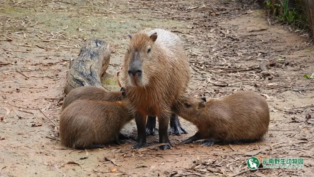 云南野生动物园