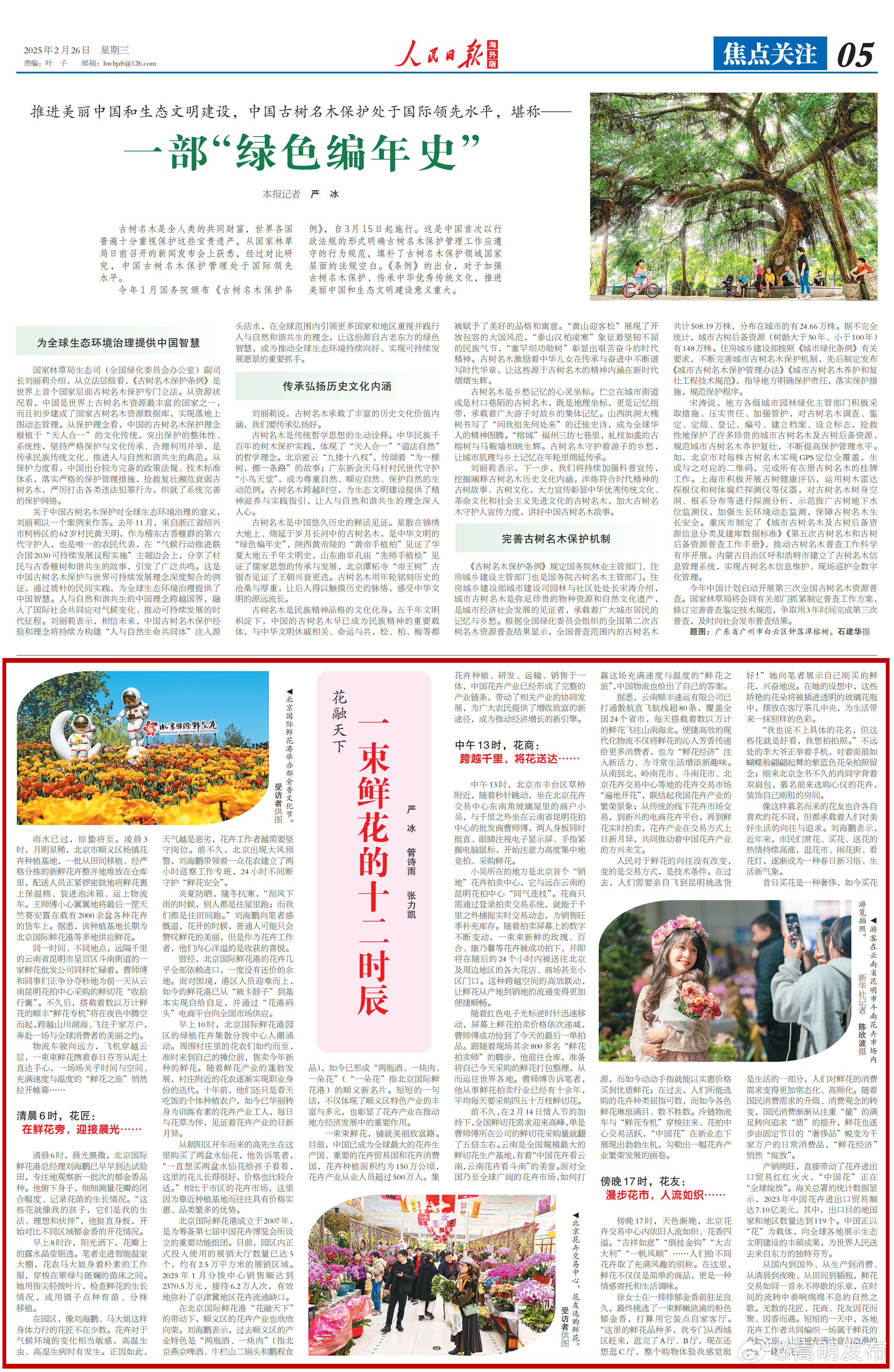 一束鲜花的十二时辰，人民日报海外版关注云南“鲜花之旅”