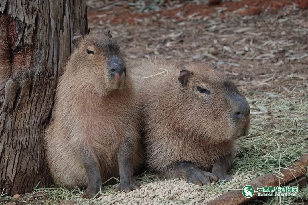 云南野生动物园