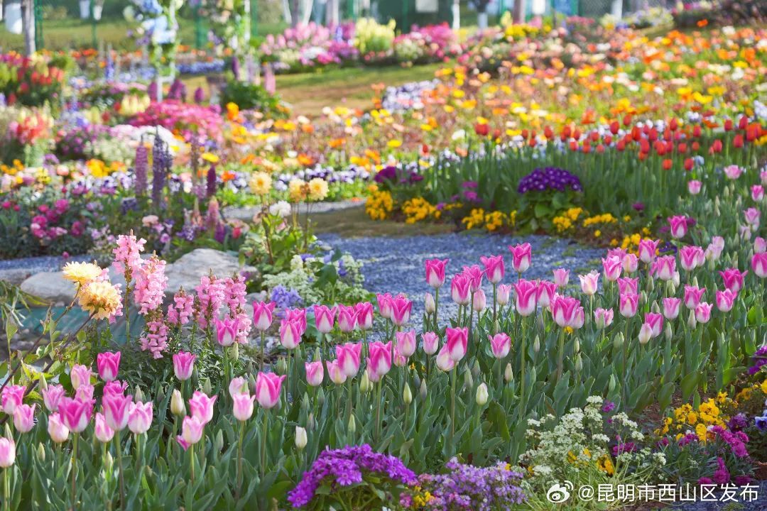 昆明市西山区发布