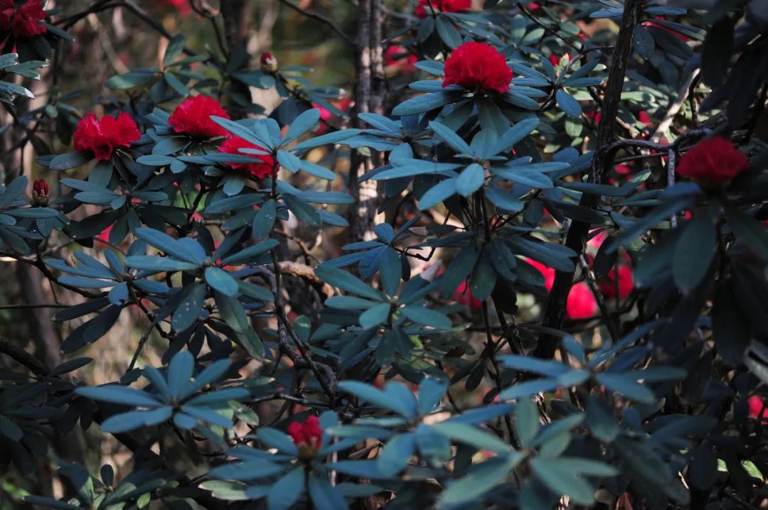 昆明市金殿名胜区