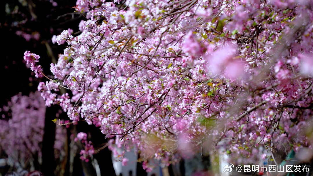 昆明市西山区发布