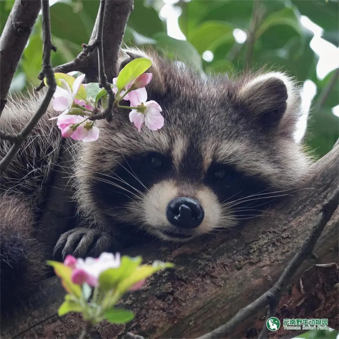 云南野生动物园