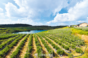 全产业链产值222.72亿元 昆明推动水果产业由“小产业”跃升为“强产业”