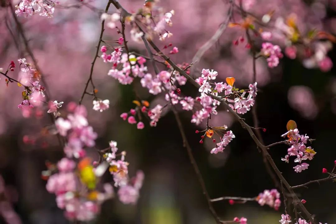 大观楼