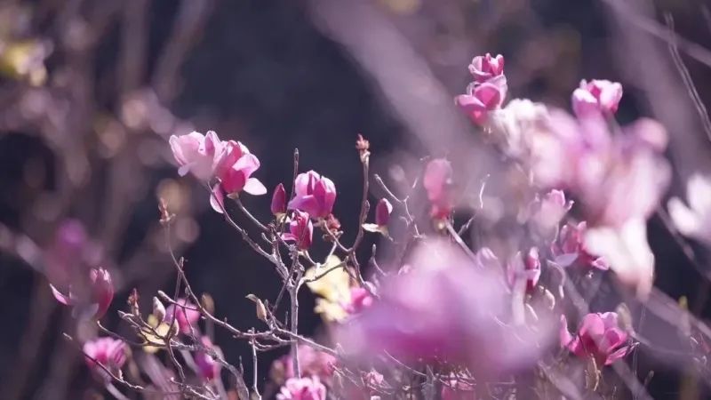 红河文旅