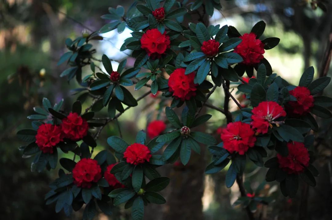 昆明市金殿名胜区