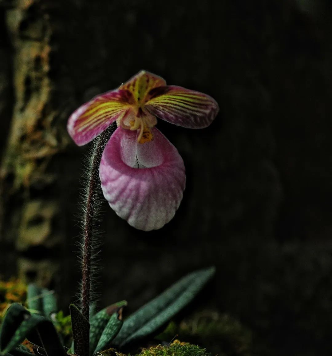 昆明市金殿名胜区