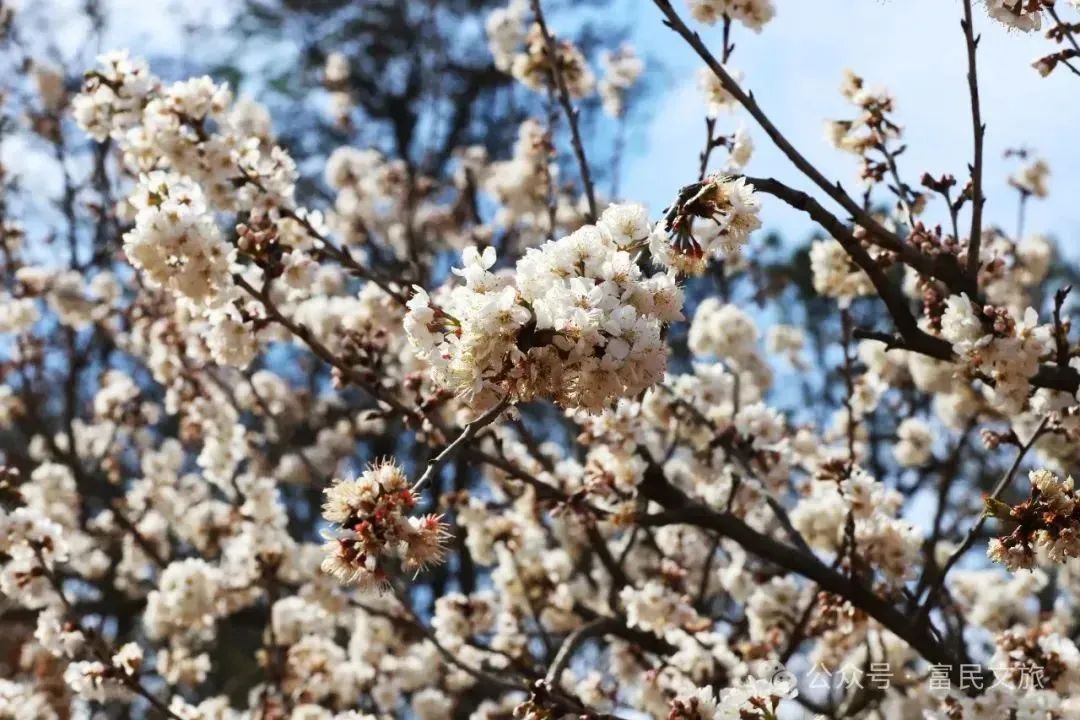 爱上富民