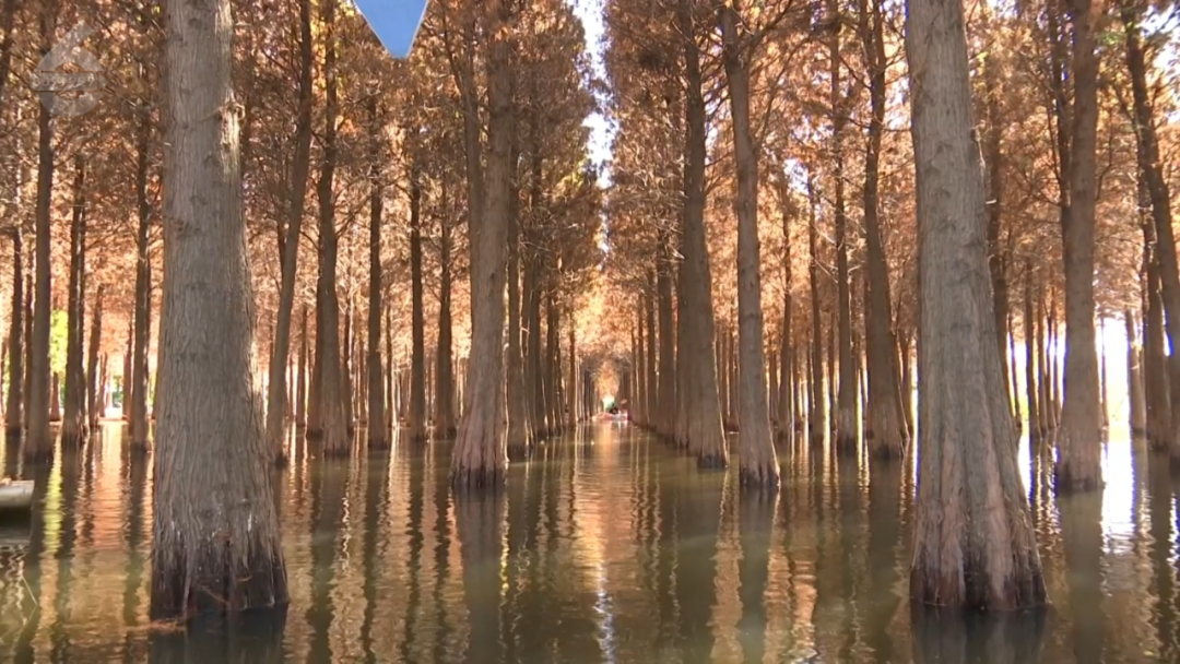 昆明公共文化云