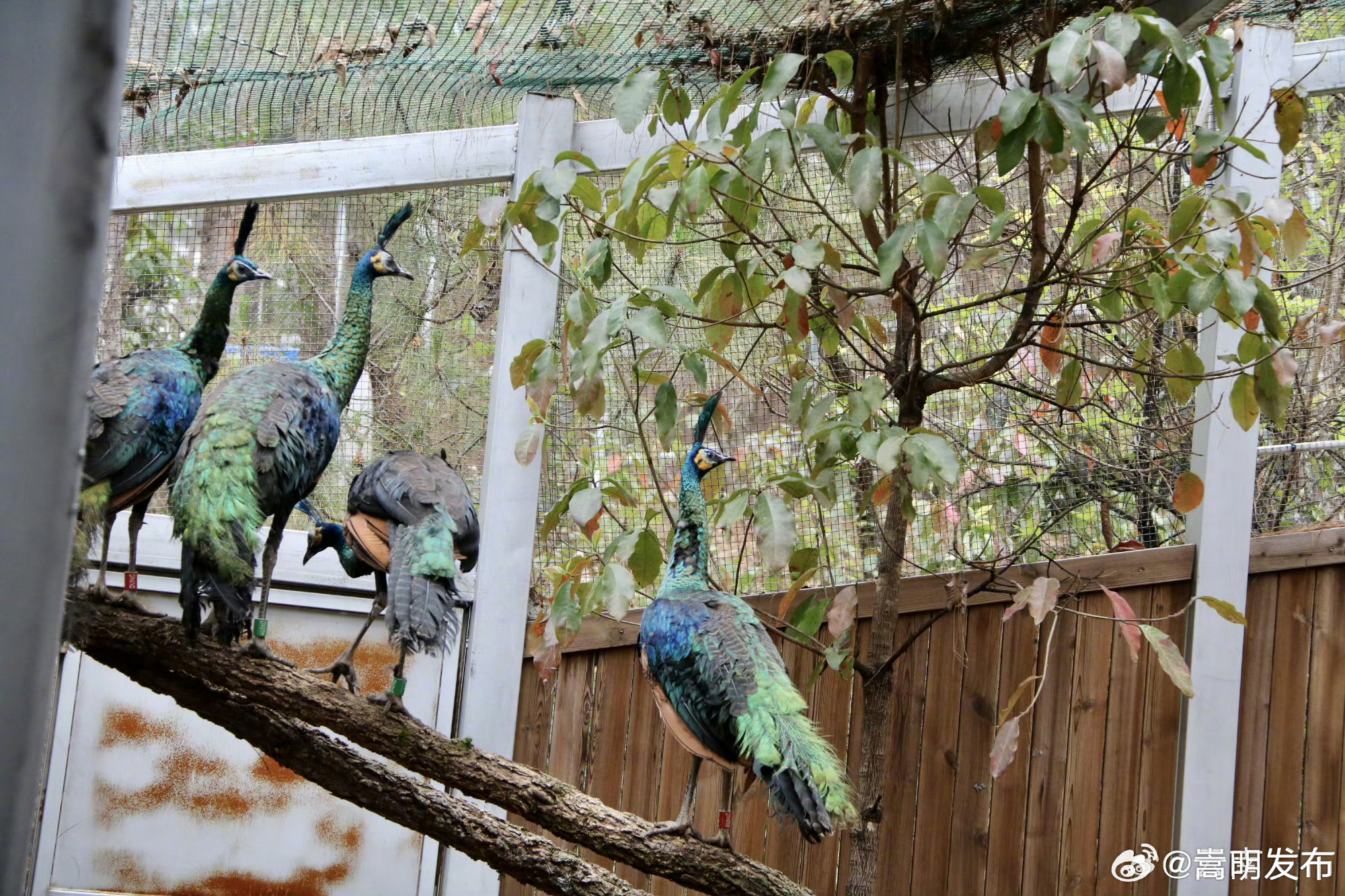 绿孔雀野化放归试验基地在大理巍山成立