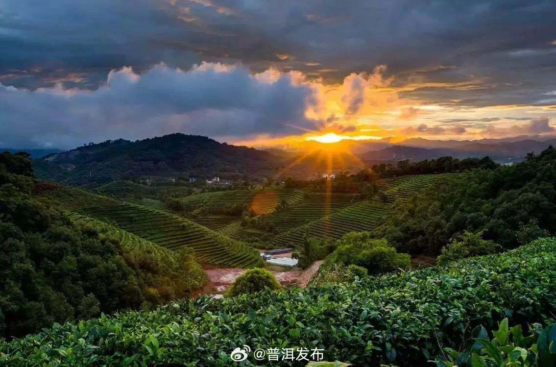 《云南日报》整版关注普洱咖啡：在茶香深处酿一杯世界味道