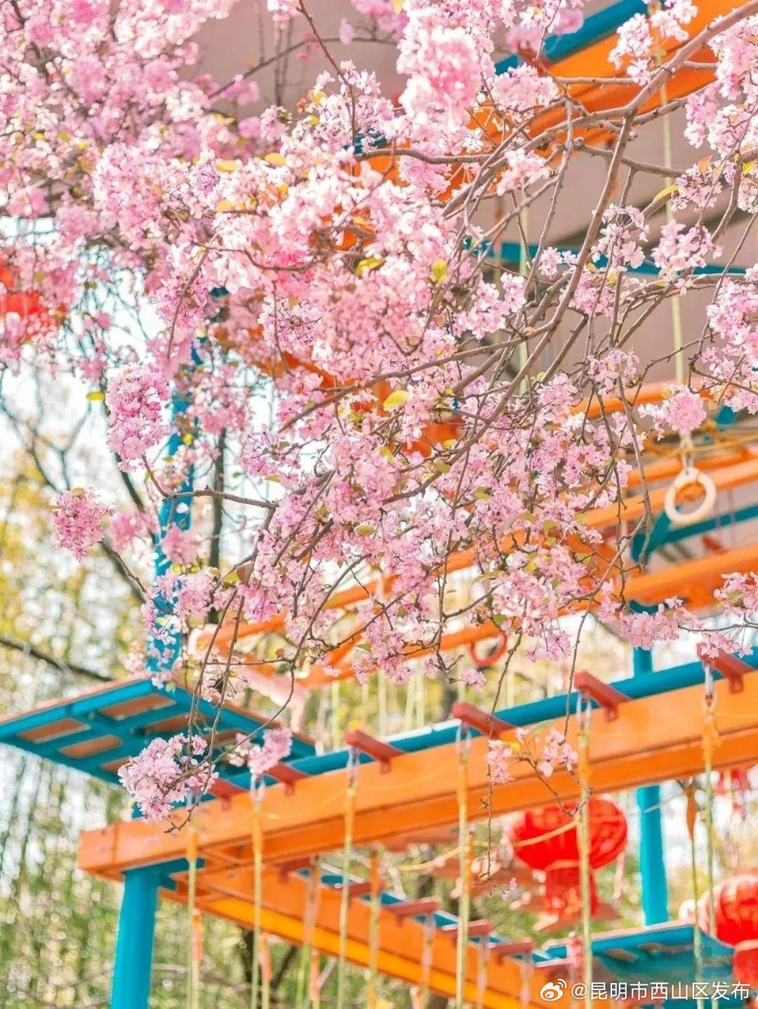 昆明市西山区发布