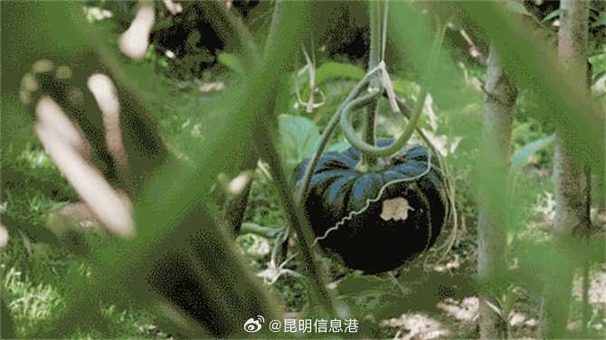 昆明信息港微博