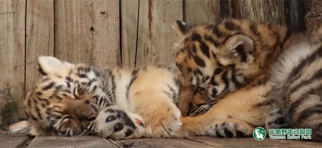 云南野生动物园