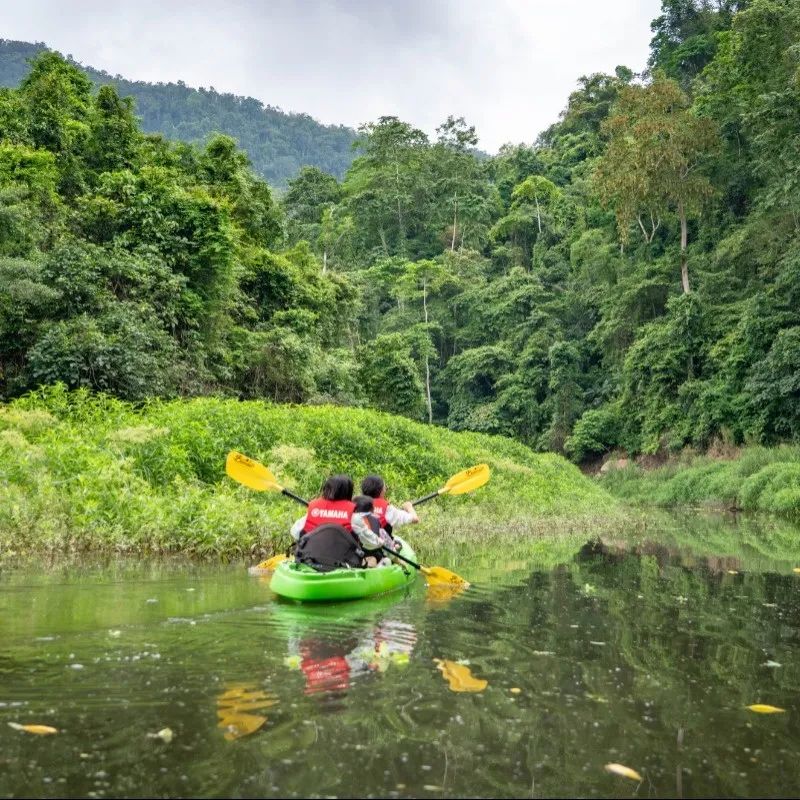 西双版纳望天树景区