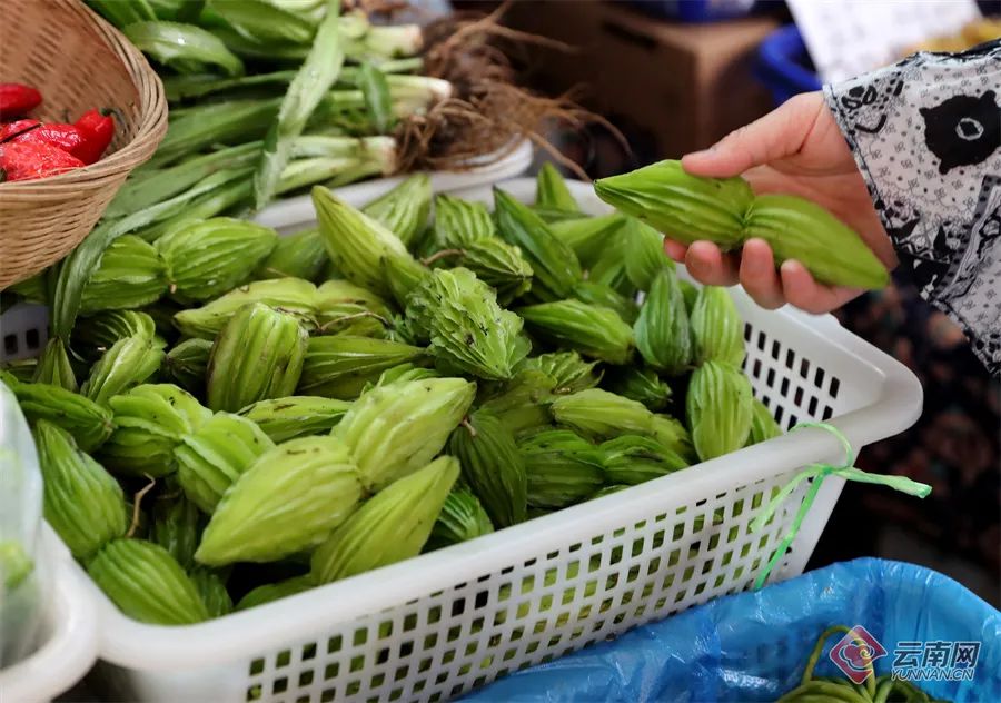 美丽云南微科普