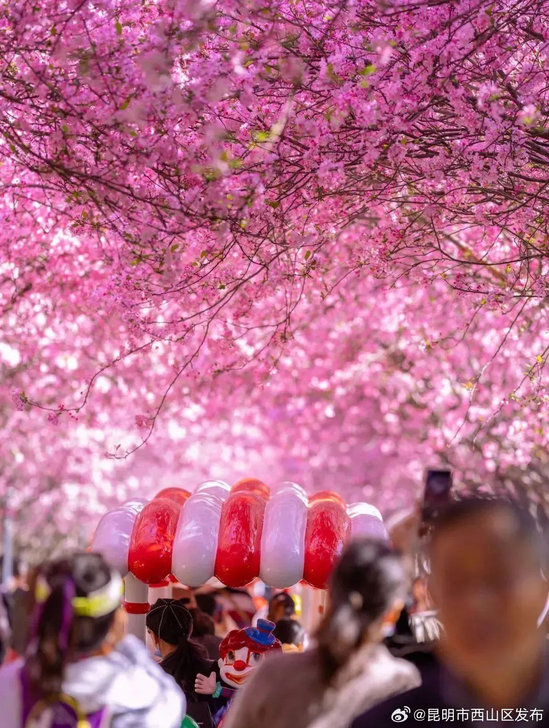 昆明市西山区发布