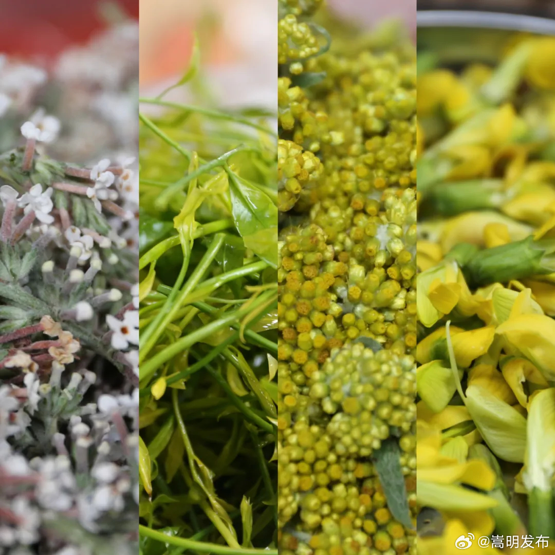 春日峨山：舌尖上的山野花香