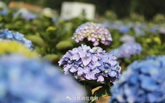 昆明信息港微博