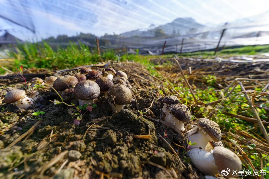 龙陵：春收赤松茸 “小蘑菇”彰显“大魔力”