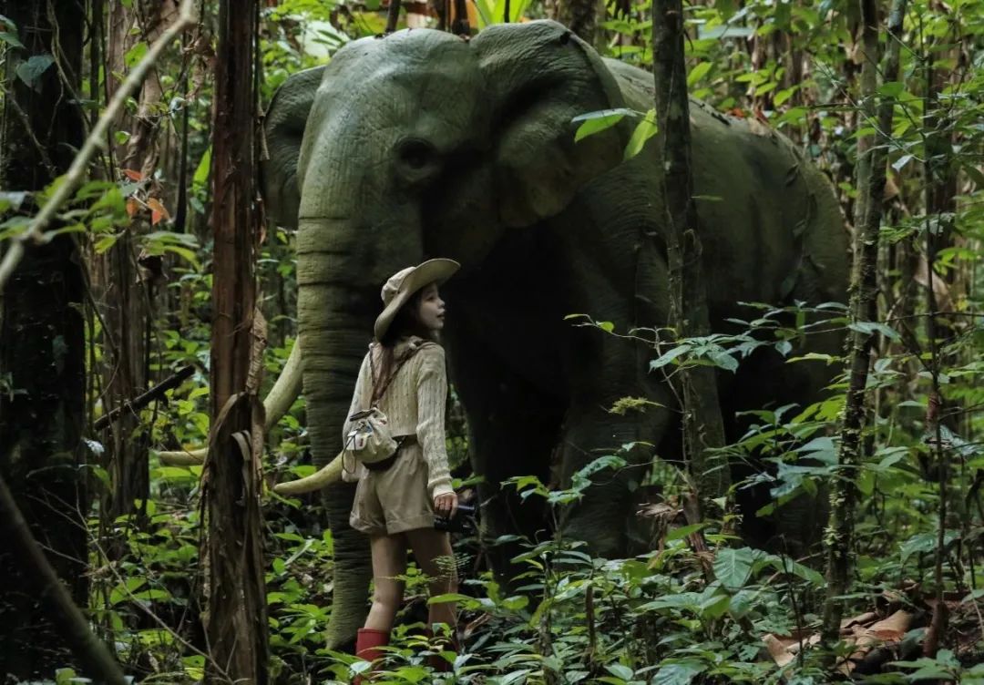 西双版纳望天树景区