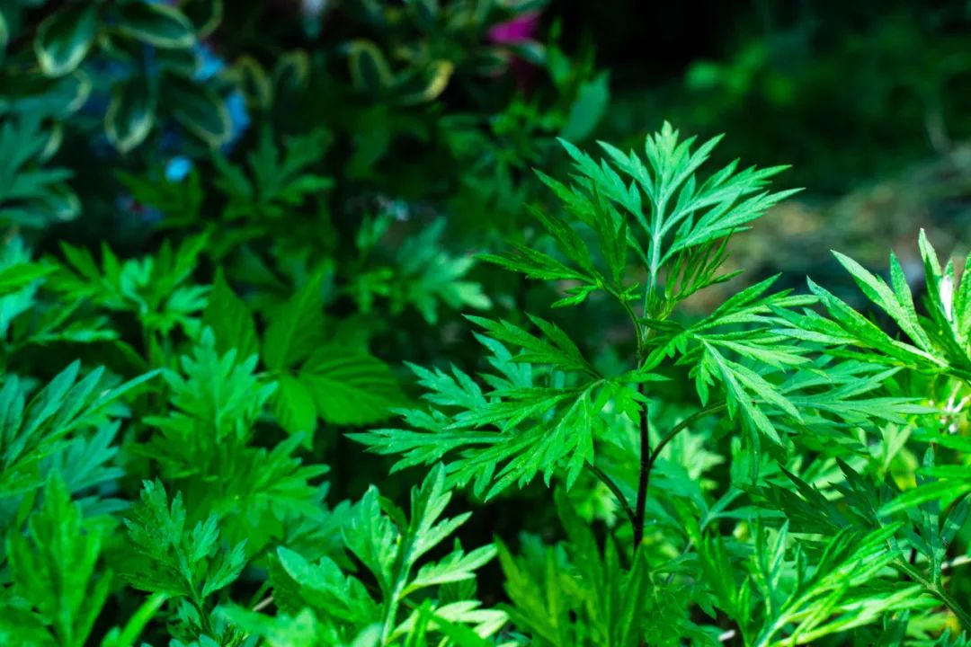 云南省中医医院