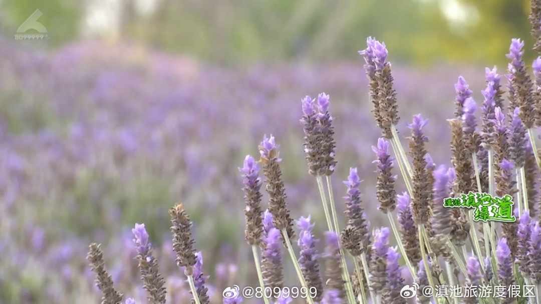 滇池旅游度假区