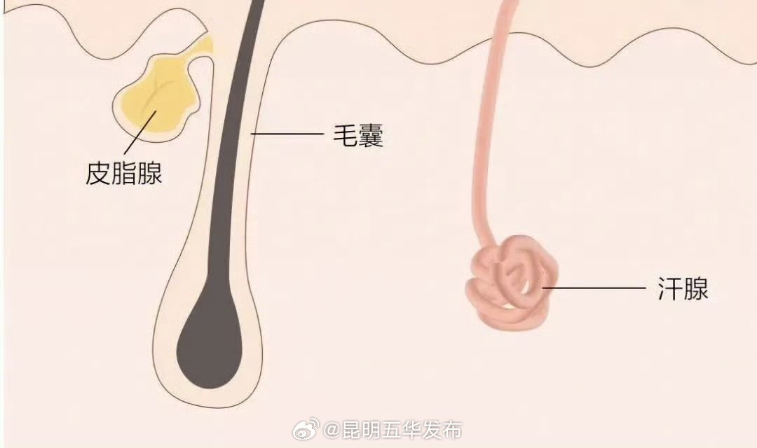 为什么全身上下脸最容易油