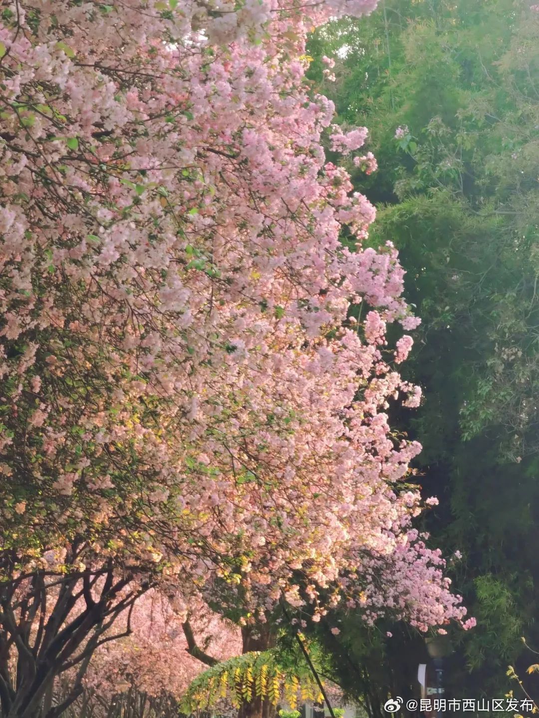 昆明市西山区发布