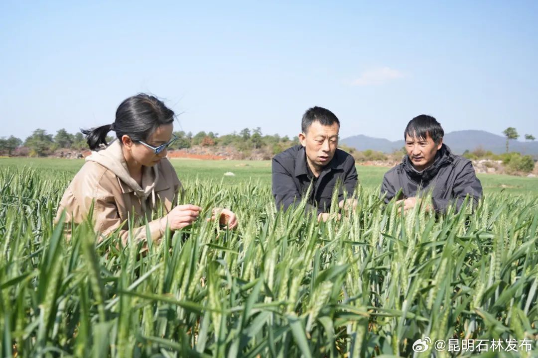 昆明石林发布