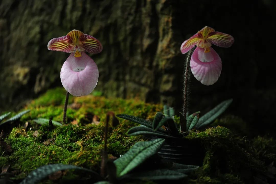 昆明市金殿名胜区