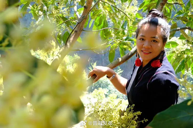 致富有密码！看孟连90后“新农人”如何玩转“绿疙瘩”？