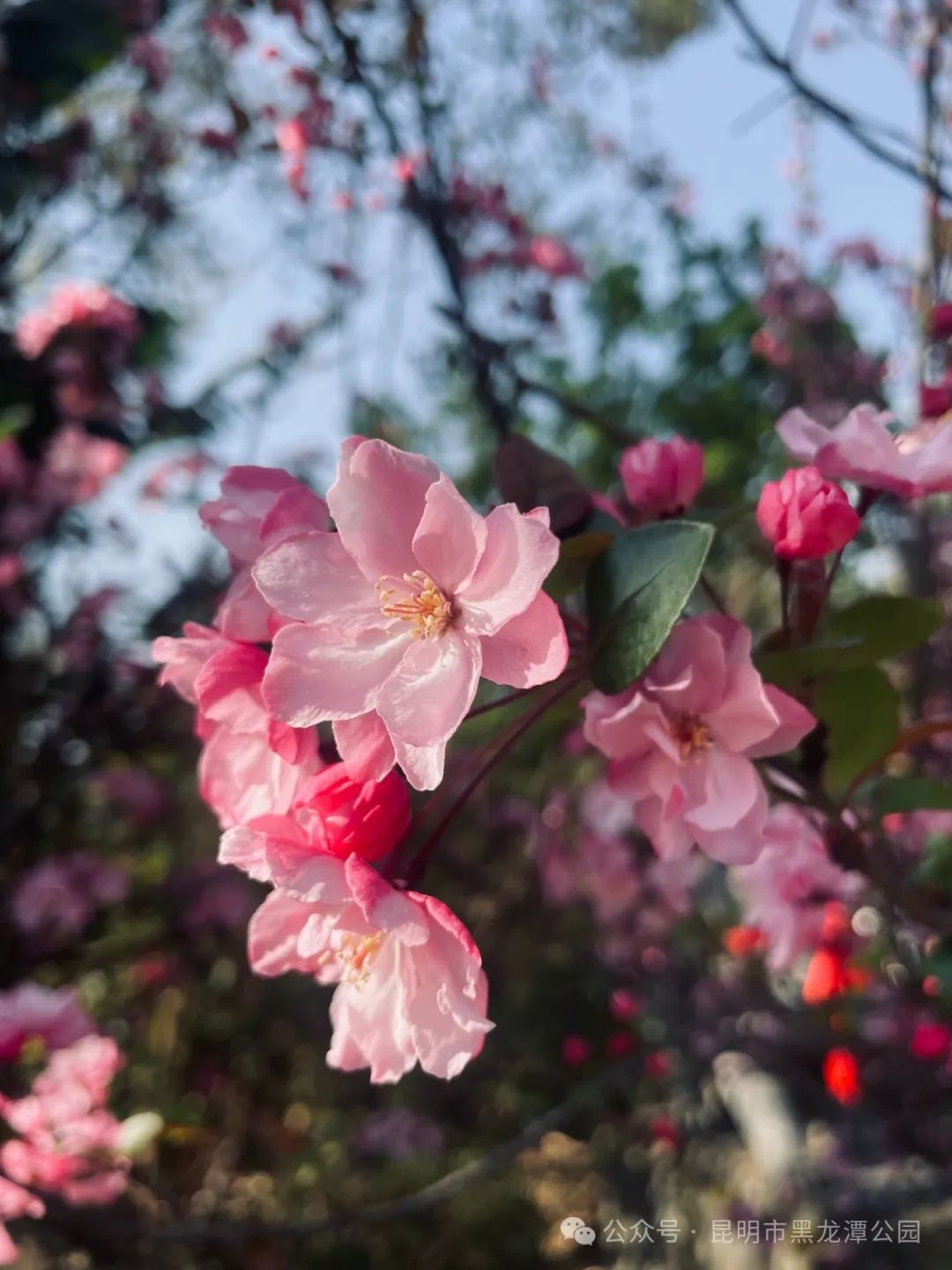 昆明市黑龙潭公园
