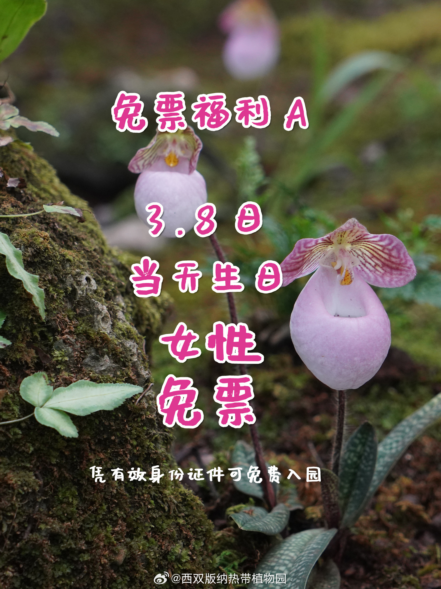 西双版纳热带植物园