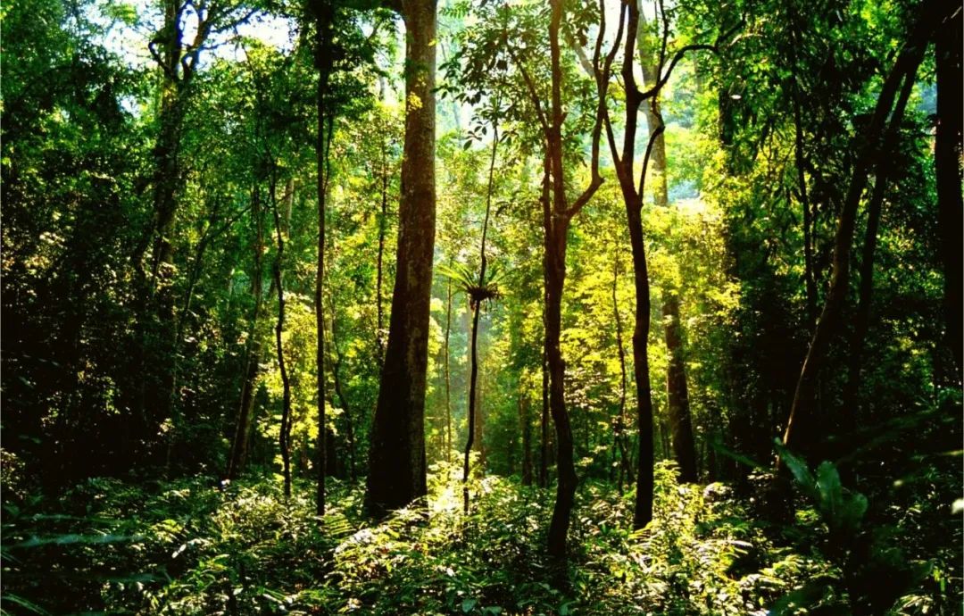 西双版纳望天树景区