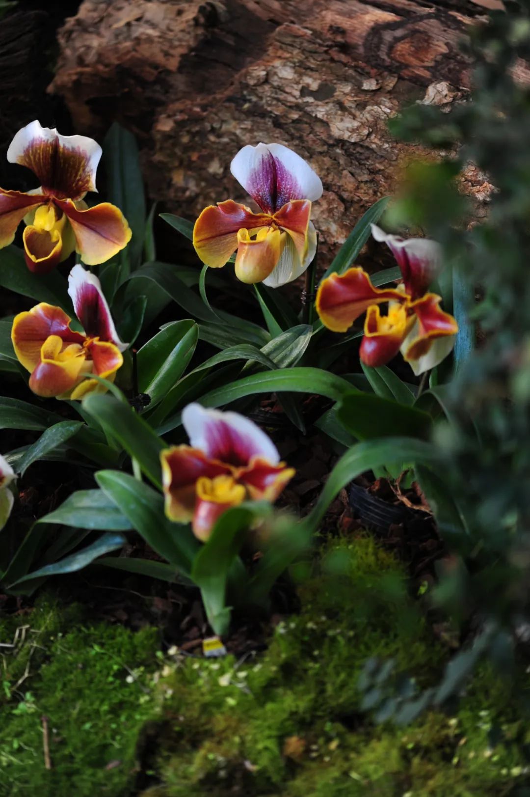 昆明市金殿名胜区