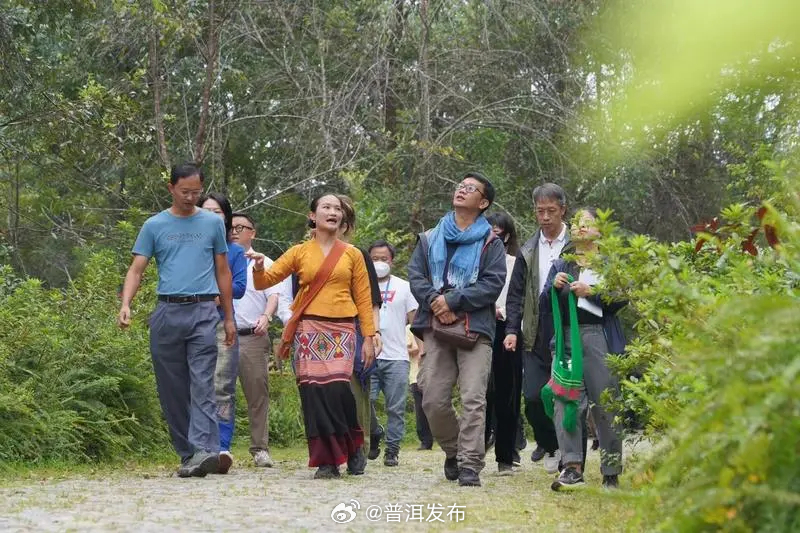 世界的普洱·中国的茶——普洱景迈山茶丨从景迈山出发，仙贡以茶为媒连接世界