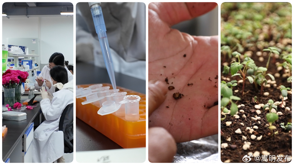 解码云南花卉产业链——从“美丽产业”到“幸福产业”