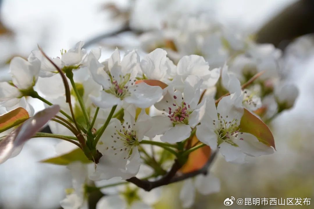 昆明市西山区发布