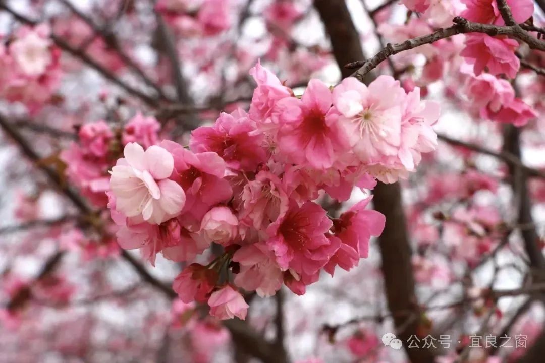 宜良之窗