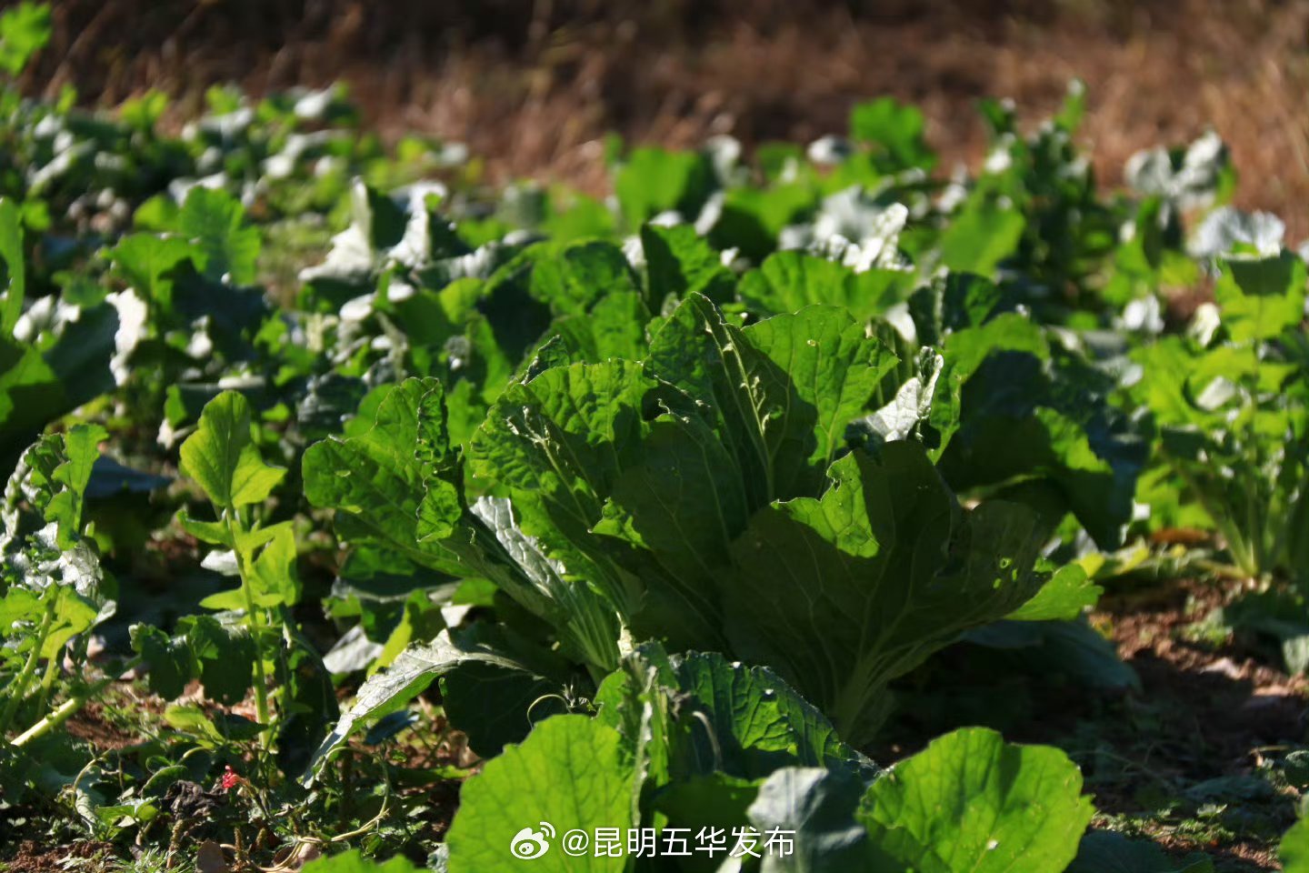 吃得太素免疫力会变差