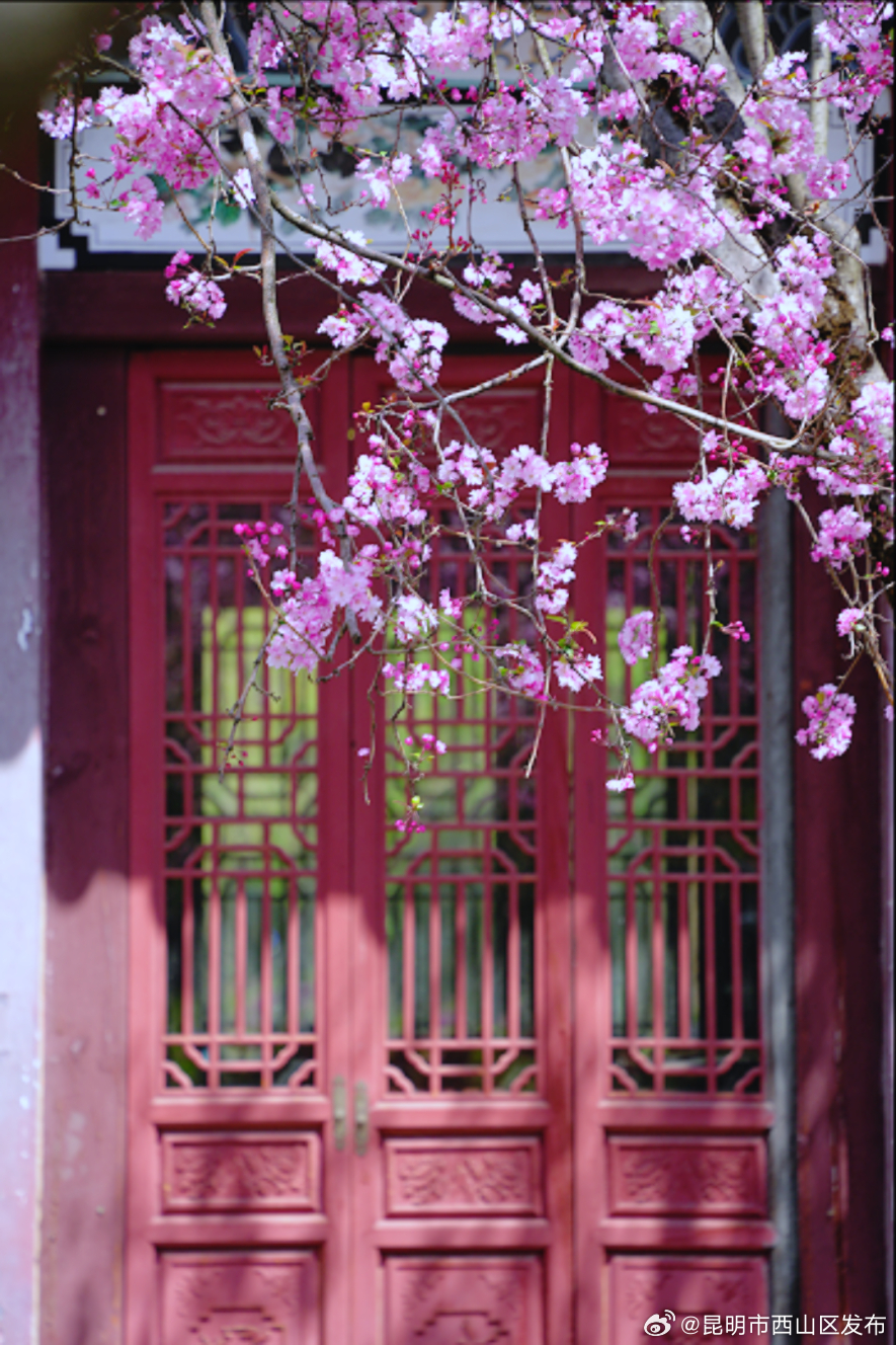 昆明市西山区发布