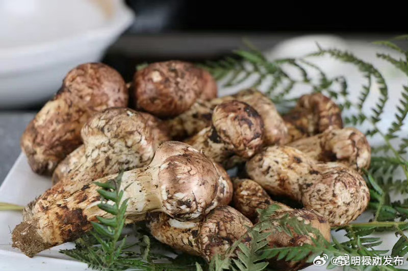 夏天到楚雄州享受菌子盛宴