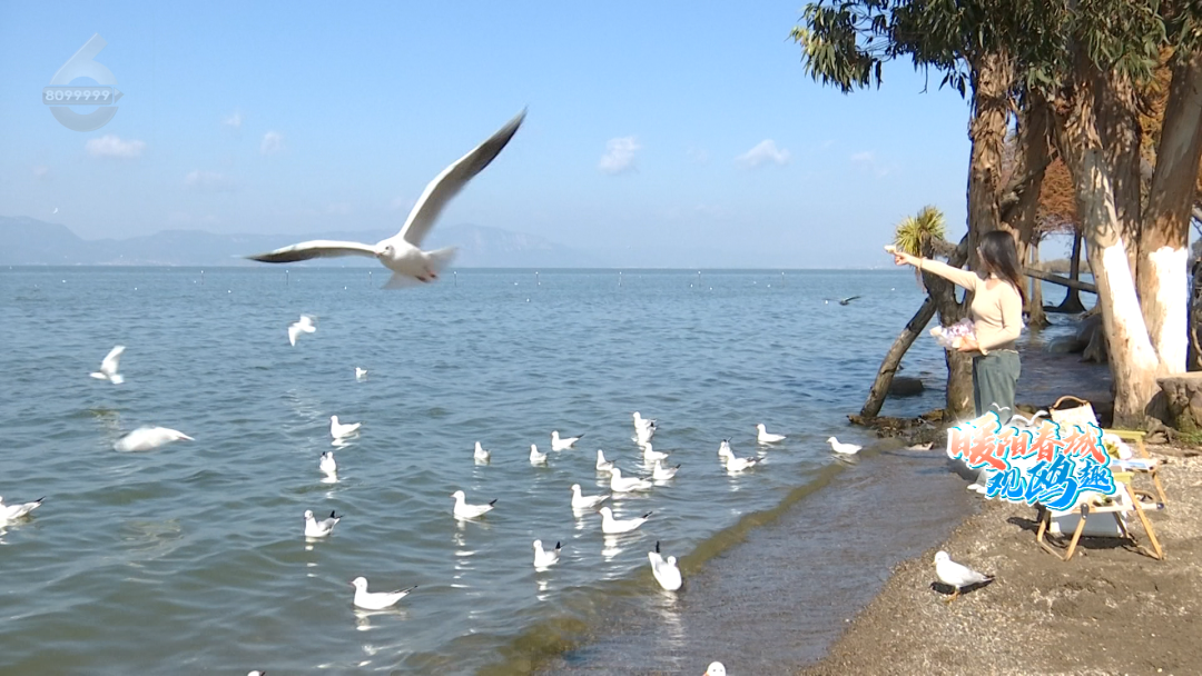 昆明公共文化云