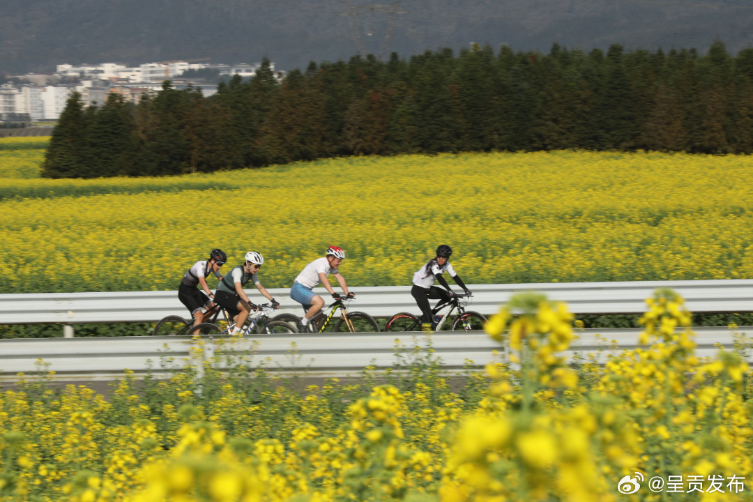 “骑”聚罗平：2600余名国内外自行车骑行选手花海逐梦