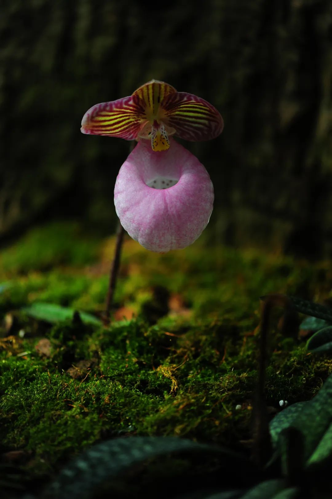 昆明市金殿名胜区