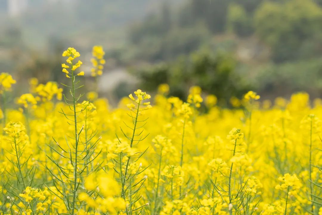 云南省中医医院