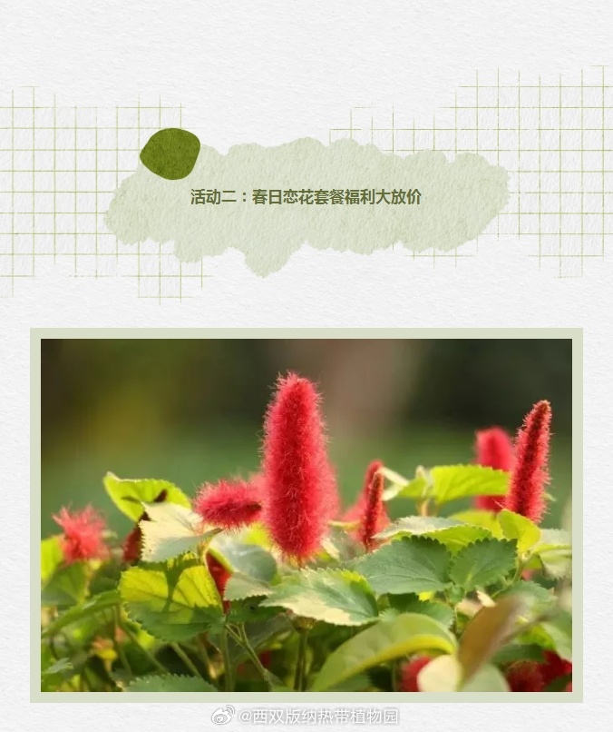 西双版纳热带植物园