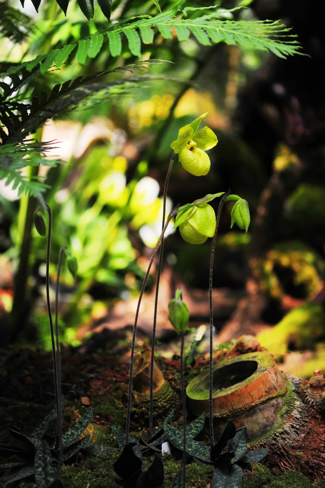 昆明市金殿名胜区